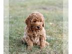Goldendoodle (Miniature) PUPPY FOR SALE ADN-839967 - f1bb Mini Goldendoodle