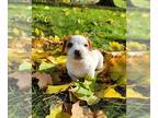 Jack Russell Terrier PUPPY FOR SALE ADN-839966 - Jack Russel Terrier For Sale