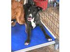 Squeaky, Labrador Retriever For Adoption In Jackson, Tennessee
