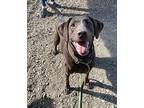 Josie, Labrador Retriever For Adoption In Lincoln, Nebraska