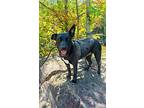 Everleigh, Labrador Retriever For Adoption In East Hartford, Connecticut