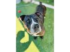 Biggs, American Pit Bull Terrier For Adoption In East Hartford, Connecticut