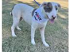 Ivory, American Pit Bull Terrier For Adoption In East Hartford, Connecticut