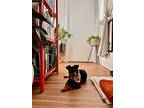 Big Max, Miniature Pinscher For Adoption In New York, New York