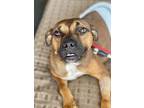 Addie, Terrier (unknown Type, Medium) For Adoption In Browns Mills, New Jersey