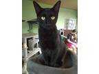 Rudy, American Shorthair For Adoption In Scotland Neck, North Carolina