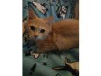 Smallfry, Domestic Longhair For Adoption In Scotland Neck, North Carolina