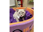 Armani, Siamese For Adoption In Parlier, California