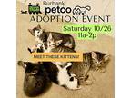 10/26@petco Meet These Kittens, American Shorthair For Adoption In North