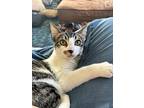 Nani, Domestic Shorthair For Adoption In Honolulu, Hawaii