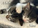 Malu, Domestic Shorthair For Adoption In Honolulu, Hawaii