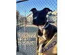 Bella, American Pit Bull Terrier For Adoption In Kokomo, Indiana