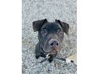 Taffy, American Pit Bull Terrier For Adoption In Kokomo, Indiana