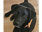 Edwin, Labrador Retriever For Adoption In Cumming, Georgia