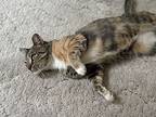 Autumn, Domestic Shorthair For Adoption In Denver, Colorado