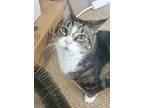 Akira And Dorian - Double The, Bengal For Adoption In South Salem, New York