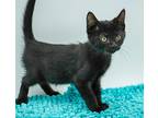 Han Solo Is Our Hero And Our L, Bombay For Adoption In South Salem, New York