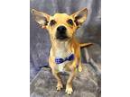 Charlie, Jack Russell Terrier For Adoption In Lodi, California