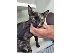 Parker, Domestic Shorthair For Adoption In Paris, Kentucky