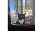 Natasha, Domestic Shorthair For Adoption In Worcester, Massachusetts