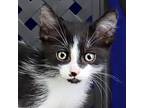 Carrie, Domestic Shorthair For Adoption In Fort Davis, Texas