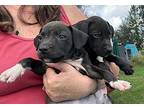 Darla, Labrador Retriever For Adoption In Sagaponack, New York
