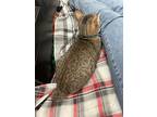 Reese, American Bobtail For Adoption In Chesapeake Beach, Maryland