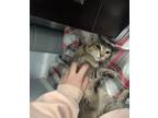 Ruth, Domestic Shorthair For Adoption In Chesapeake Beach, Maryland