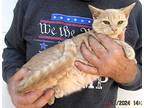 Chia Latte, Domestic Shorthair For Adoption In Paris, Kentucky