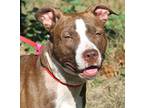 Willow, American Pit Bull Terrier For Adoption In Marietta, Ohio