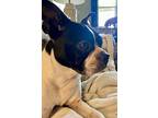 Luna, Boston Terrier For Adoption In Plano, Texas
