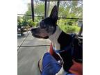 Bruce, Boston Terrier For Adoption In Plano, Texas