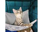 Bert, Domestic Shorthair For Adoption In Searcy, Arkansas