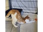 Arnie, Domestic Shorthair For Adoption In Searcy, Arkansas