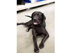 Ruger, Labrador Retriever For Adoption In West Richland, Washington