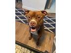 Van Hagar, American Pit Bull Terrier For Adoption In West Richland, Washington