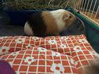 Taco & Blaze Bonded, Guinea Pig For Adoption In Faribault, Minnesota