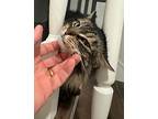Maisy, Maine Coon For Adoption In Encino, California