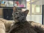 Ninja Kitty, Domestic Shorthair For Adoption In Boone, North Carolina