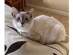 Sulley, Siamese For Adoption In Merced, California