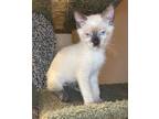 Renee, Siamese For Adoption In Merced, California
