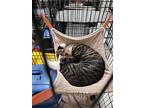 Dole, Domestic Shorthair For Adoption In Detroit Lakes, Minnesota