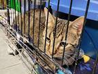 Atlas, Domestic Shorthair For Adoption In Detroit Lakes, Minnesota