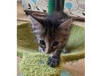 Celia, Domestic Mediumhair For Adoption In Merced, California