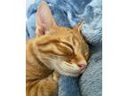 Emmett, American Shorthair For Adoption In Merced, California
