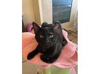 Tyler, Bombay For Adoption In Merced, California