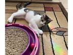 Esme, American Shorthair For Adoption In Merced, California