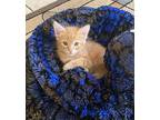 Mike, Domestic Mediumhair For Adoption In Merced, California
