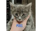 Pixel, Domestic Shorthair For Adoption In Buhl, Idaho