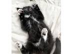 Lugosi, Domestic Mediumhair For Adoption In Mississauga, Ontario, Ontario